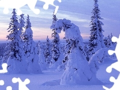 drifts, Frost, coniferous, snow, forest