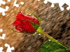 red hot, Rain, drops, rose