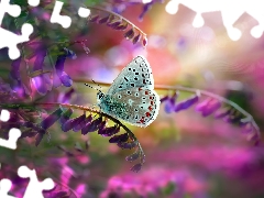 Flowers, butterfly, Dusky Icarus