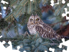 Twigs, needle, Short-eared Owl, trees, owl