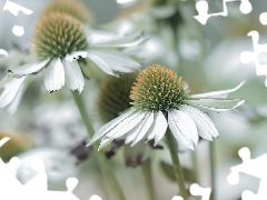 White, rapprochement, Flowers, echinacea