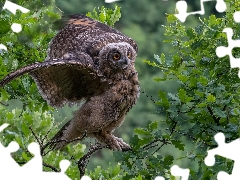 owl, trees, Leaf, Eurasian Eagle-Owl