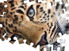 Leopards, Eyes