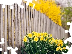 Fance, Flowers, Daffodils