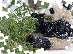 feed, winter, zpabda, branch, teddy bear
