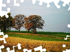 trees, autumn, Field, viewes