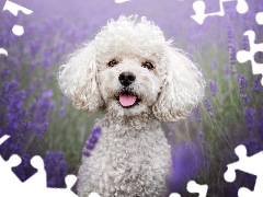 lavender, Field, White, poodle, dog