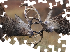 Fight, Deer, antlers