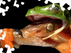 Snake, Fight, strange frog, frog, Green