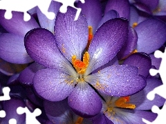 crocuses, purple, flowers