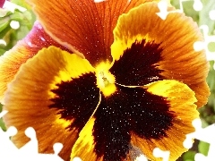 pansy, flakes