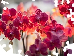 ligh, orchids, flash, luminosity, sun, Przebijaj?ce