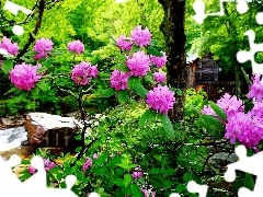 water, forest, flourishing, Rhododendrons, stream, Windmill