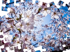 light breaking through sky, Spring, flourishing, Fruit Tree, cherry