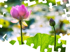 Lotus Flower, leaf, bee, bud