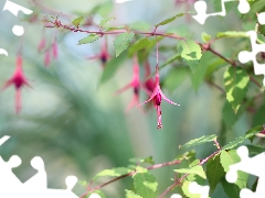 Flower, fuchsia, Pink