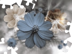 Cosmos, 3D Graphics, Flowers