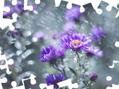 Flowers, purple, Aster