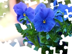 Flowers, pansies, Blue