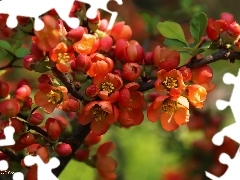 Bush, Red, Flowers, quince
