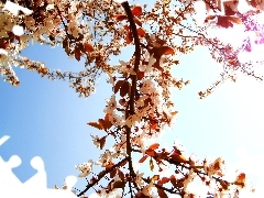 branch, Sky, Flowers, cherry, White, sun