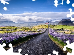 Flowers, lupine, iceland, Mountains, Snaefellsnes Peninsula, clouds, Way, Church