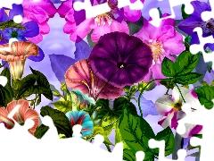 color, bindweed, graphics, Flowers
