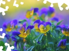Flowers, pansies, color
