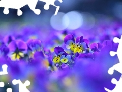 Flowers, pansies, color