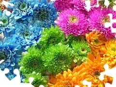 flowers, different, colors