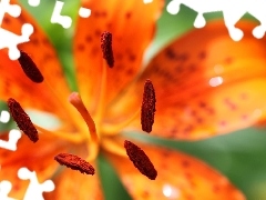 Orange, Colourfull Flowers