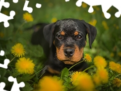 Flowers, Common Dandelion, Puppy, Rottweiler, dog