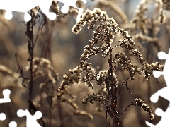 Flowers, Goldenrod, dry