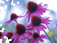 Flowers, Pink, echinacea