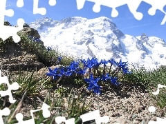 Alpine Gentian, Mountains, Flowers