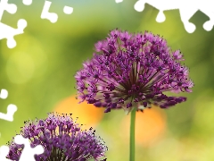 Allium, Flowers, Green Background, purple