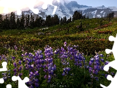 Stratovolcano Mount Rainier, Meadow, Mount Rainier National Park, Mountains, Washington State, The United States, lupine, Sunrise, Flowers