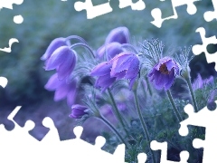 Flowers, purple, pasque