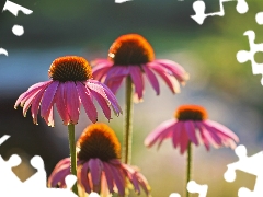 Flowers, echinacea, Pink