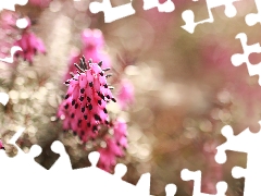 Flowers, Heath, Pink