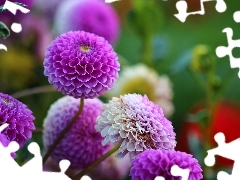 Flowers, dahlias, purple