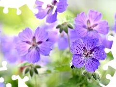 Flowers, geranium, purple