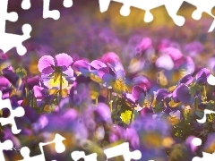 Flowers, pansies, purple