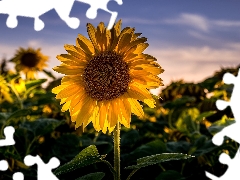 Colourfull Flowers, rapprochement, blur, Sunflower