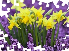 Flowers, Daffodils, Spring