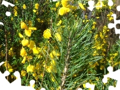 twig, Yellow, Flowers, pine