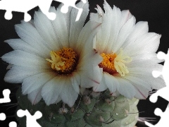 Flowers, Cactus, White