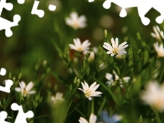 Flowers, Cerastium, White