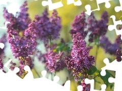 without, purple, Flowers, Bush