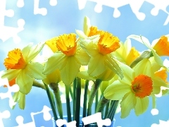 narcissus, Yellow Flowers